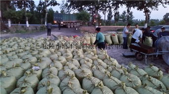 200噸飼料棗、爛棗、棗皮批發(fā) 樂(lè)陵市海豐飼料原料銷(xiāo)售中心價(jià)格優(yōu)勢(shì)與產(chǎn)品實(shí)拍